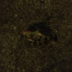 穏やかな 波、風、釣果