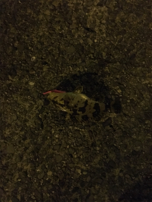 穏やかな 波、風、釣果