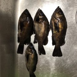 メバルいい感じ