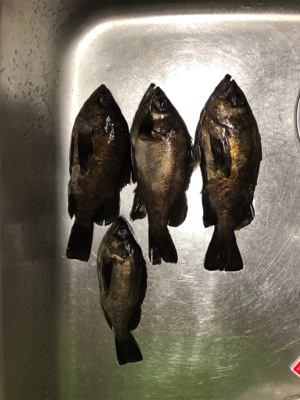 メバルいい感じ