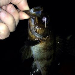 アクアパッツァを求めて