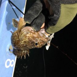 ロックフィッシュショート便で!