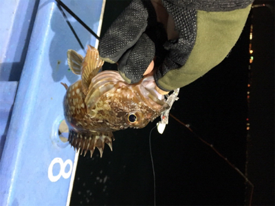 ロックフィッシュショート便で！