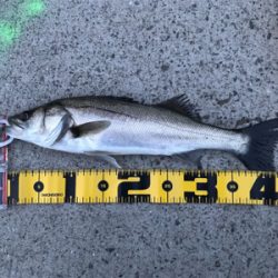 エビ撒きで、ハネ!