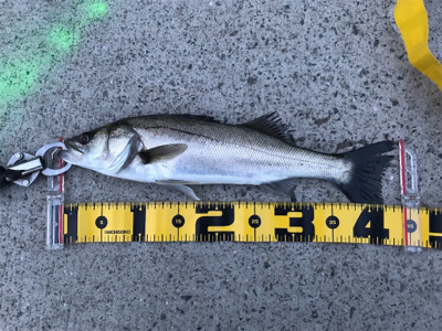 エビ撒きで、ハネ!