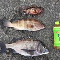 エギングでまさかの・・・