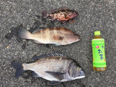 エギングでまさかの・・・