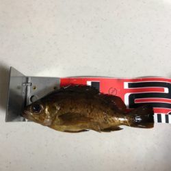 2018年、初魚確保！