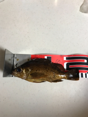 2018年、初魚確保！