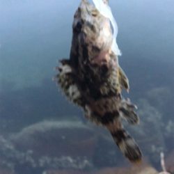 ディメバリング