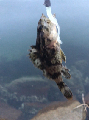 ディメバリング