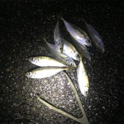 初釣りアジング!