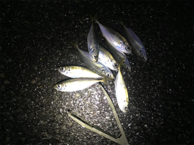 初釣りアジング!