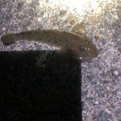 魚を触りたくて