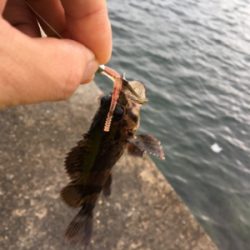 穴釣りになってしまった。