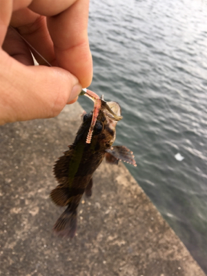 穴釣りになってしまった。