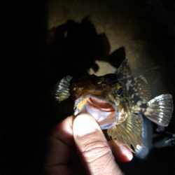 極寒のガシリング