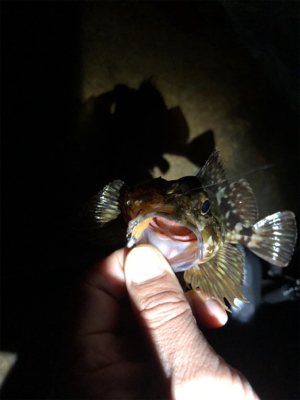 極寒のガシリング