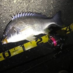 初釣りは寒チヌ調査！