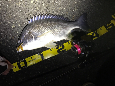 初釣りは寒チヌ調査！