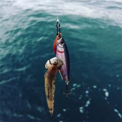 ２０１８年初ヤリイカ求めランガンエギング