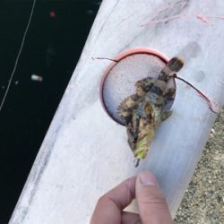 メバルとタケノコ