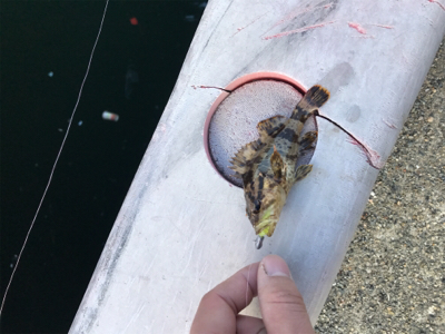 メバルとタケノコ