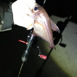 久々夜アジング!(釣行其の参)