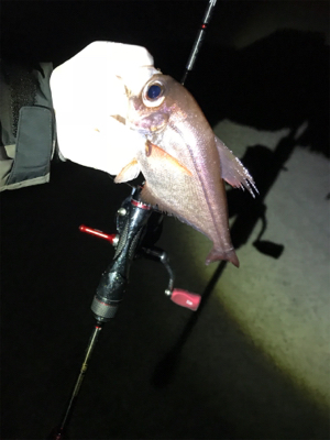 久々夜アジング!(釣行其の参)