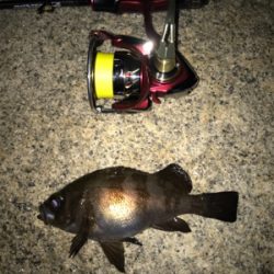 産卵期の爆喰い？