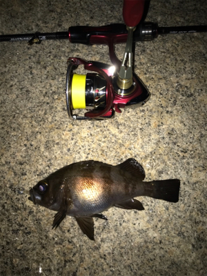 産卵期の爆喰い？