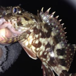 垂水漁港でガシリング！！17時〜21時