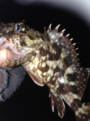 垂水漁港でガシリング！！17時〜21時