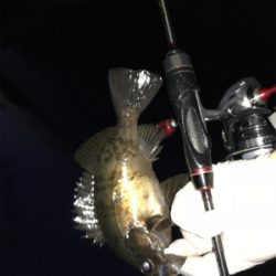 アジング‼︎(釣行 其の四)