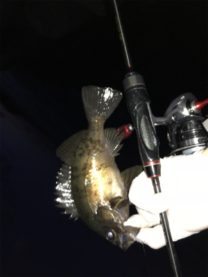 アジング‼︎(釣行 其の四)