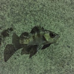 エギング&メバリング