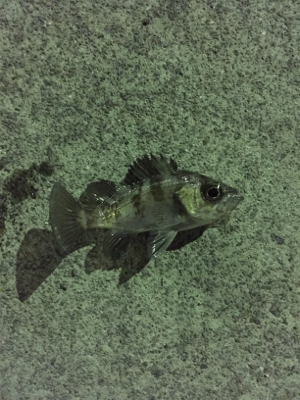 エギング&メバリング