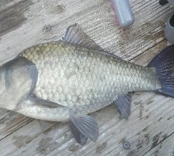 佐中ダム　ワカサギ釣り