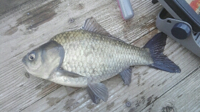 佐中ダム　ワカサギ釣り