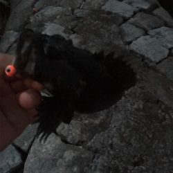 初投稿＆初タックル入魂(*n´ω`n*)