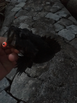 初投稿＆初タックル入魂(*n´ω`n*)