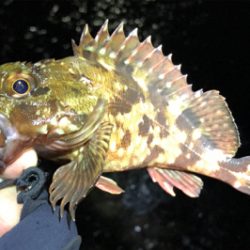 メバリングのちアジング