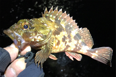 メバリングのちアジング