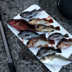 サビキメバル釣り