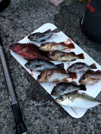 サビキメバル釣り