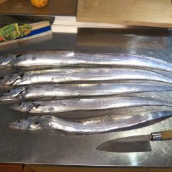 激風激波のち大物