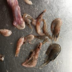 魚のアタリが欲しくて！