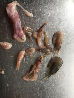 魚のアタリが欲しくて！