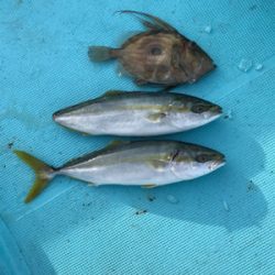 スロージギング