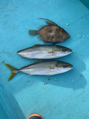 スロージギング